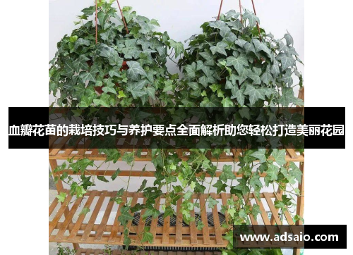 血瓣花苗的栽培技巧与养护要点全面解析助您轻松打造美丽花园